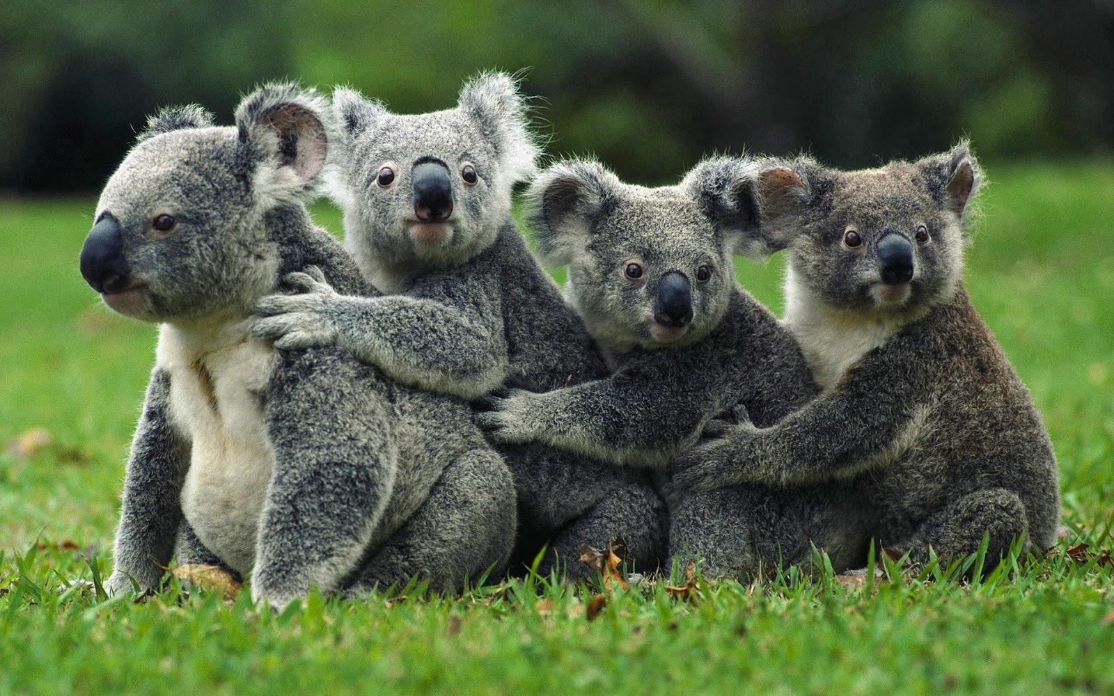 Family of Koalas