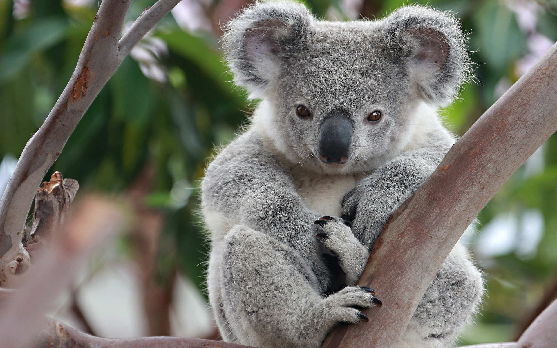 Koala de Portada